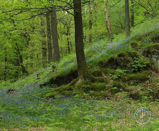 Bluebell Wood 8T33D-19.JPG